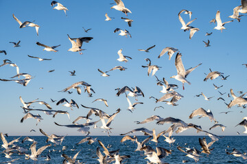 Flock of Seagulls, Denmark - 533202045