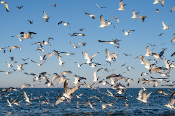 Flock of Seagulls, Denmark - 533202047