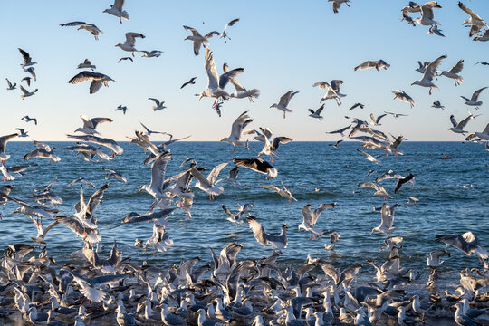 Flock of Seagulls, Denmark