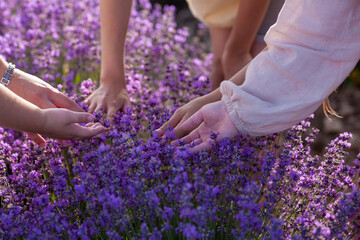 Hands of mother and children against the background of a lavender field, they touch purple flowers