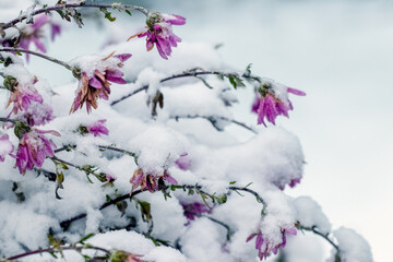 Snow-covered pink chrysanthemums at the beginning of winter
