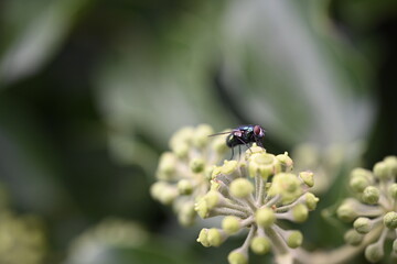 fly on a flower