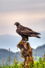 A majestic golden eagle in Spain.