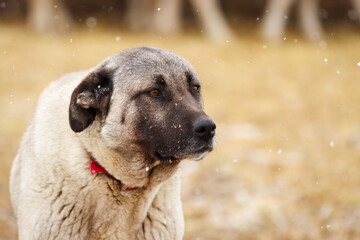 Anatolian Shepherd dog. Livestock guardian dog. Turkish Kangal. 