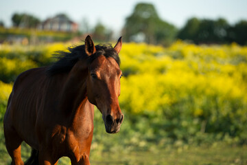 portrait of running bay horse at paddock. sunny evening. close up