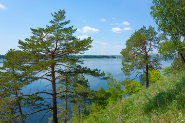 Pine trees on the slope of the Zhiguli mountains near Samara in Russia