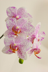 flowers orchids
