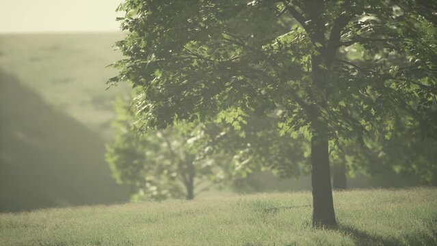 Big mapple tree with green leaves in a summer day
