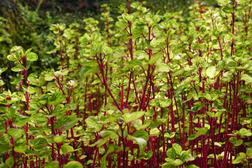 ornamental plants with straw trunks in public parks  