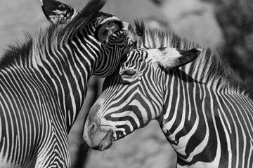 Fototapeta na wymiar Zebra Love, Monochrome