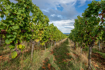 Fototapeta na wymiar Goxwiller, France - 09 03 2022: Panoramic view of vine fields along the wine route at sunset