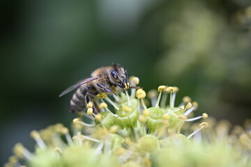 bee on a flower, insect, nature