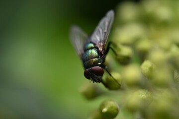 fly on leaf