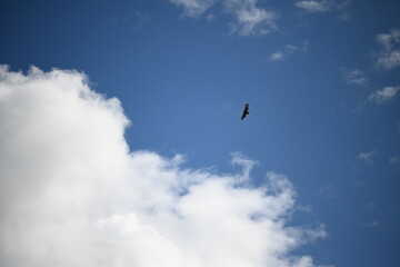 Eagle in the sky