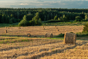 Bales of straw on a mown wheat field against the background of the forest. Selective focus.