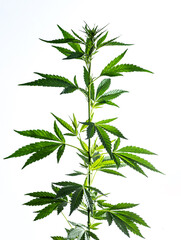 The hemp plant isolated on the white background. Selective focus.
