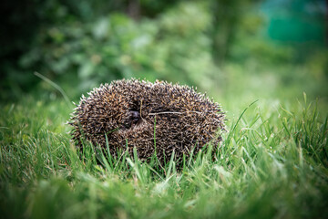 Hedgehog in the grass close-up curled up into a ball