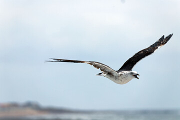 Goéland en vol