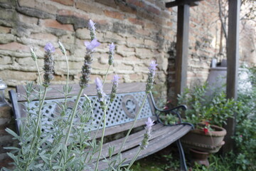 Jardin