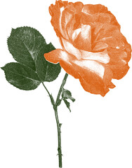single bohemian orange rose grain screen print