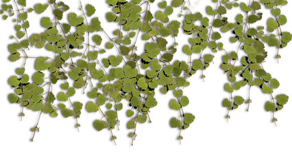 A 3d rendering image of green ivy climbing on old concrete wall