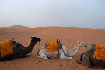 Dromedaries sitting in the Sahara desert