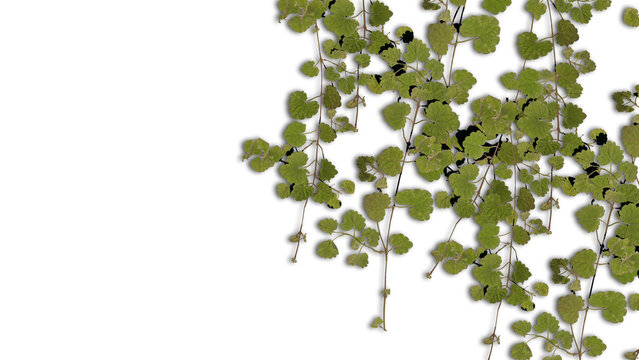 A 3d rendering image of green ivy climbing on old concrete wall