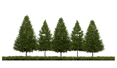 3ds rendering image of front view of pine trees on grasses field