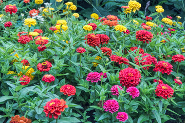 flowers in the garden