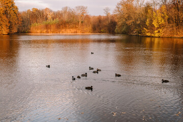 Ducks on the pond in the autumn park. Sunny weather. Fall season.