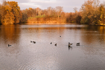 Ducks on the pond in the autumn park. Sunny weather. Fall season.