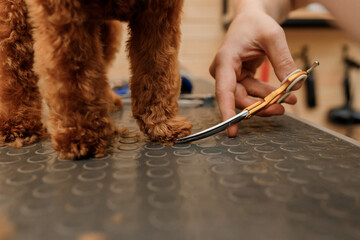 Close up of professional male groomer making haircut of poodle teacup dog at grooming salon with...