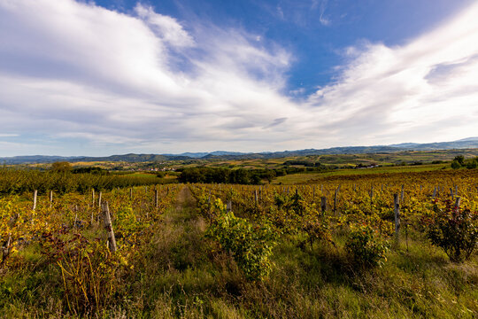 Vineyards in the Zupa Aleksandrovac, Serbia