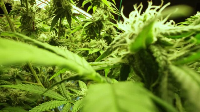 Cannabis plant in curative cannabis weed farm for medical cannabis product . The indoor agriculture farm provide high quality medicinal cannabis production for health care and medicine uses .
