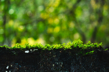 pequeñas hojas hierbas y musgos en primer plano con fondo del bosque desenfocado