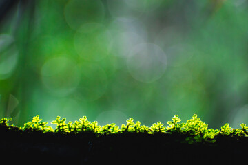 pequeñas hojas hierbas y musgos en primer plano con fondo del bosque desenfocado