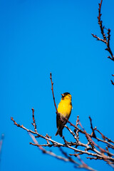 ave pajaro amarillo chileno en ramas al sur de chile con cielo despejado