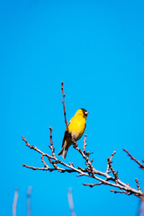 ave pajaro amarillo chileno en ramas al sur de chile con cielo despejado
