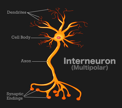 Interneuron Images – Browse 342 Stock Photos, Vectors, and Video | Adobe  Stock