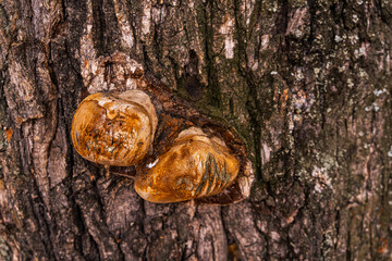 The false tinder fungus grows on a tree. Mushrooms on a tree. Parasitic fungi on tree bark.