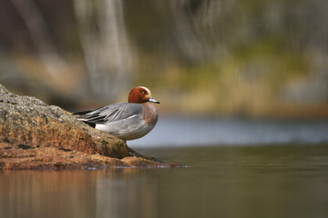 Eurasian wigeon or Eurasian widgeon (Anas penelope) male resting on a rock.