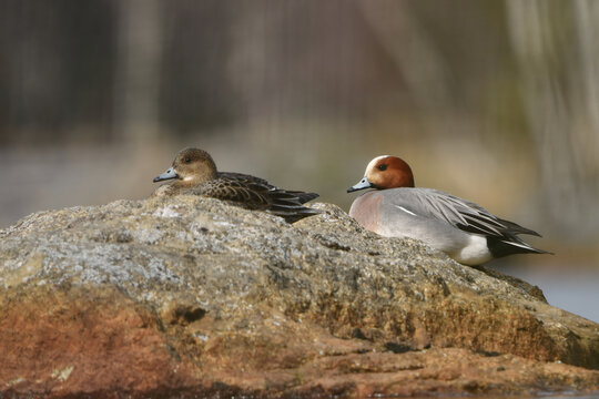 Eurasian wigeon or Eurasian widgeon (Anas penelope) male and female resting on a rock.