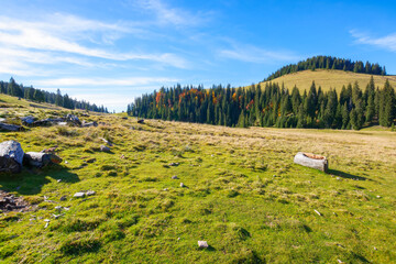idyllic landscape in the carpathians. green meadows in front of a coniferous grove. forested summit...