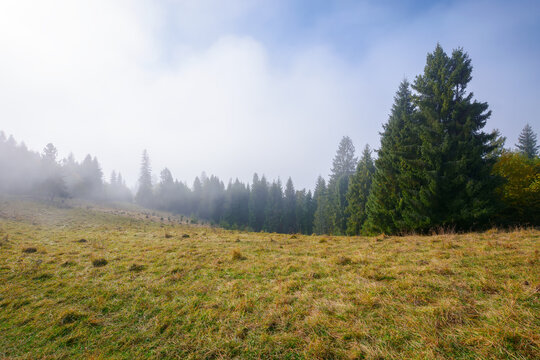 coniferous forest on the grassy hillside meadow. fog rising up in to the blue sky. cold sunny morning in autumn