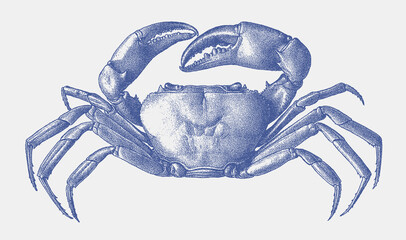 Malawi blue crab potamonautes lirrangensis, endemic African freshwater crab in upside view - obrazy, fototapety, plakaty