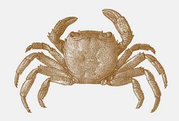 Platythelphusa conculcata, freshwater crab endemic to Lake Tanganyika in upside view