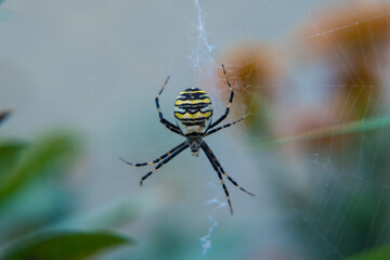 Spider Argiope bruennichi close-up, against a blurred background of greenery and flowers. A wasp-like large spider in the web.