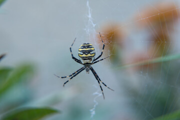 Spider Argiope bruennichi close-up, against a blurred background of greenery and flowers. A wasp-like large spider in the web.