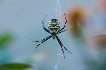 Spider Argiope bruennichi close-up, against a blurred background of greenery and flowers. A wasp-like large spider in the web.