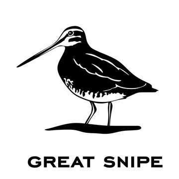 Great snipe logo isolated on white background. Bird sign. Great snipe silhouette. Minimalist bird icon vector illustration